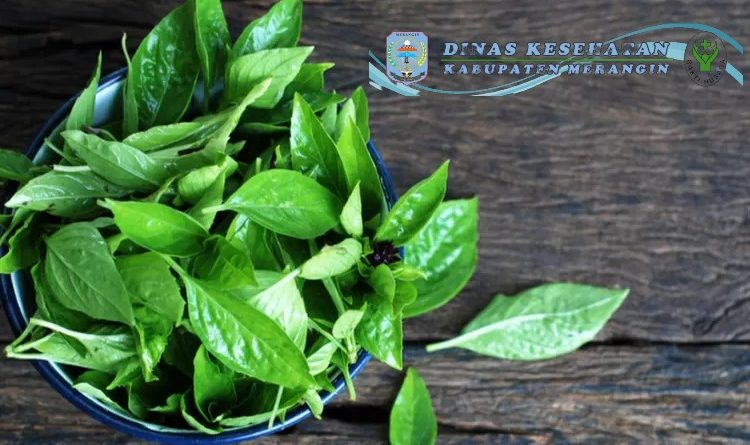 Inilah 5 Manfaat Daun Kemangi yang Perlu Kamu Ketahui