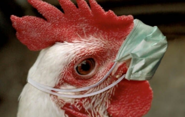 Flu Burung: Mengenal Lebih Dekat Penyakit yang Menyerang Unggas dan Potensial Menular pada Manusia